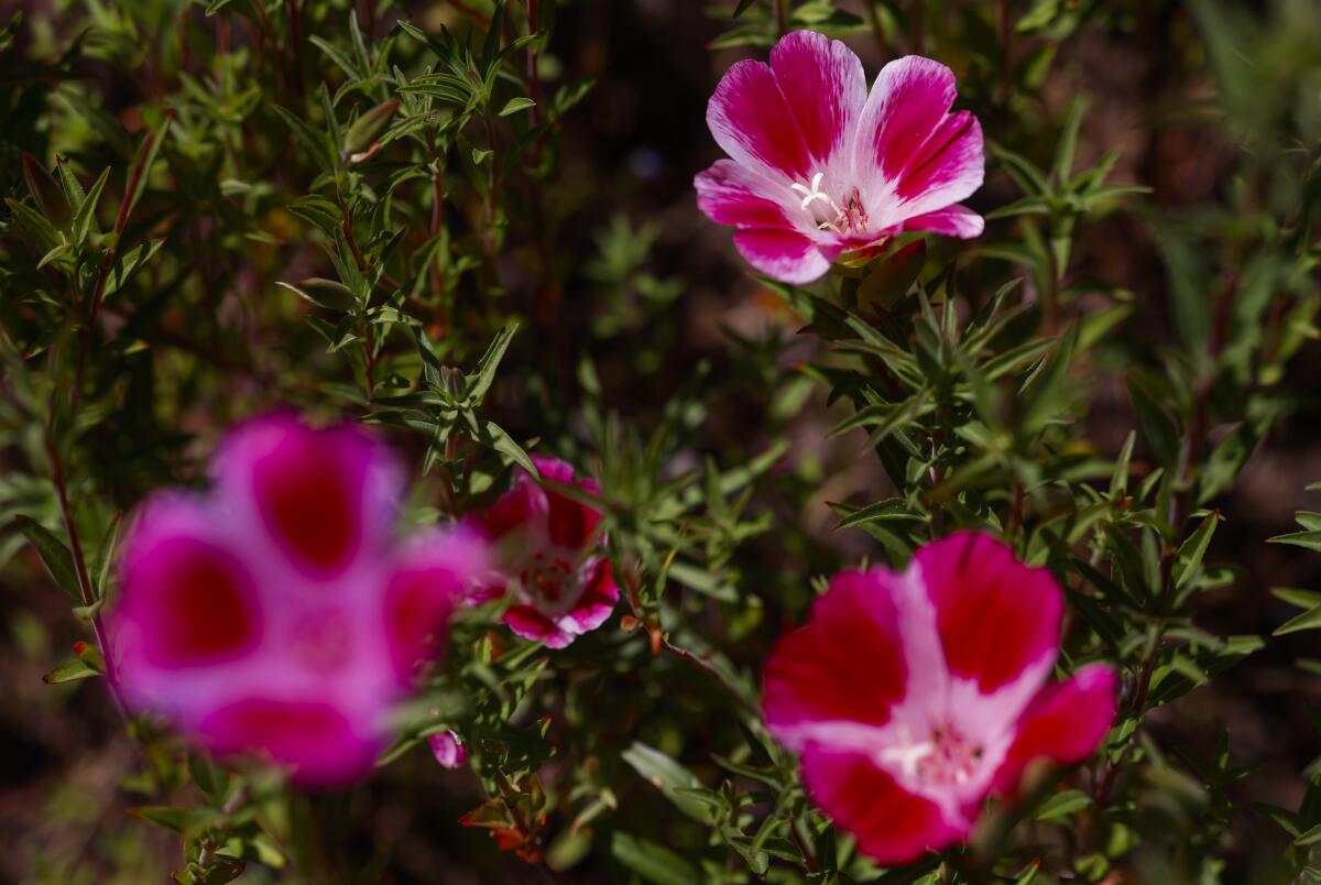 Clarkias bloom at the Mathias Botanical Garden.