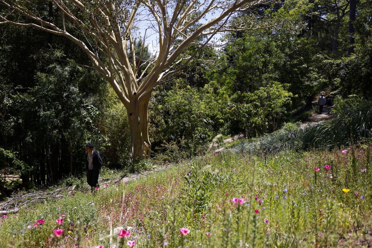 Visitors walk past Clarkias at the Mathias Botanical Garden.