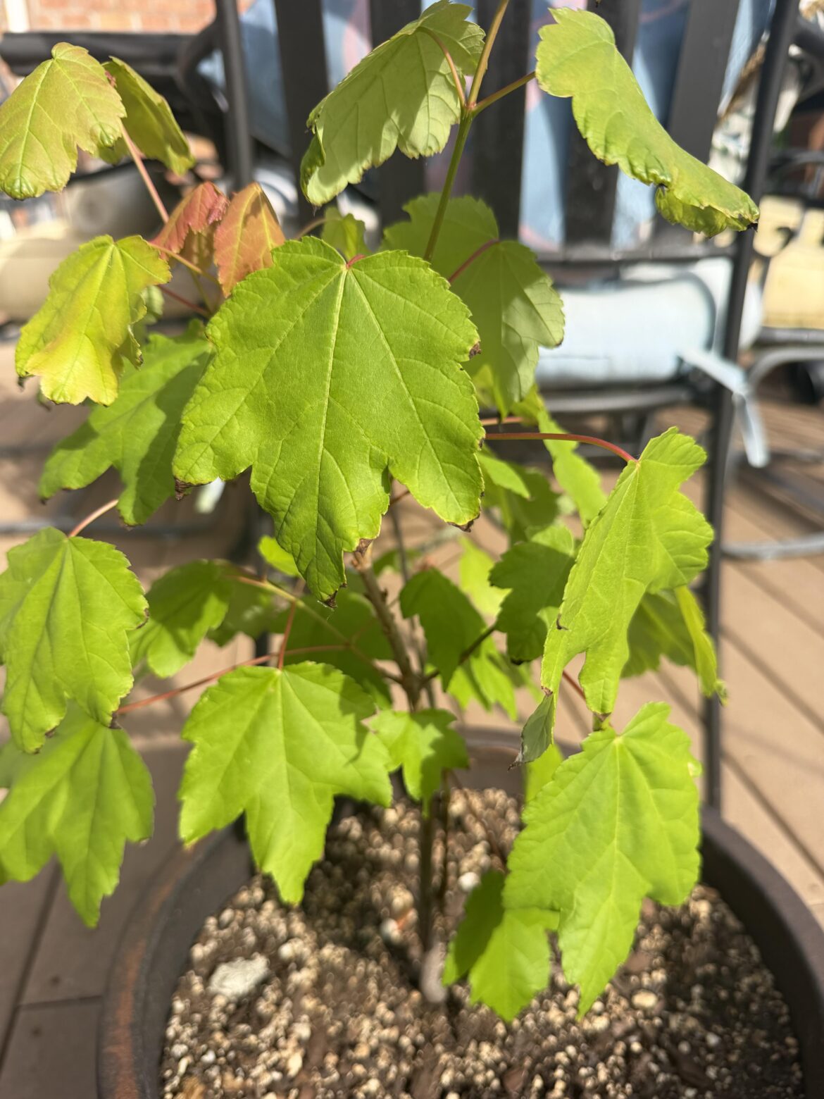 Assistance with little maple tree