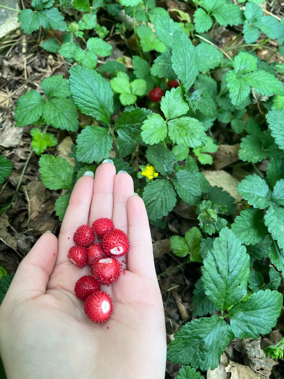 snake berries(?) snake berries(?)