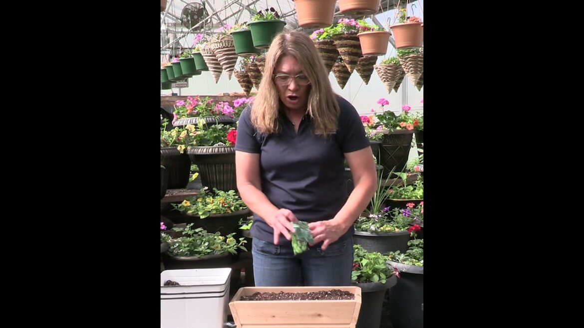 Quick Tips for a Container Herb Garden