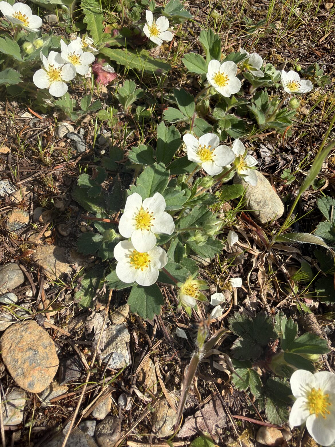 Curious what has sprouted in my yard
