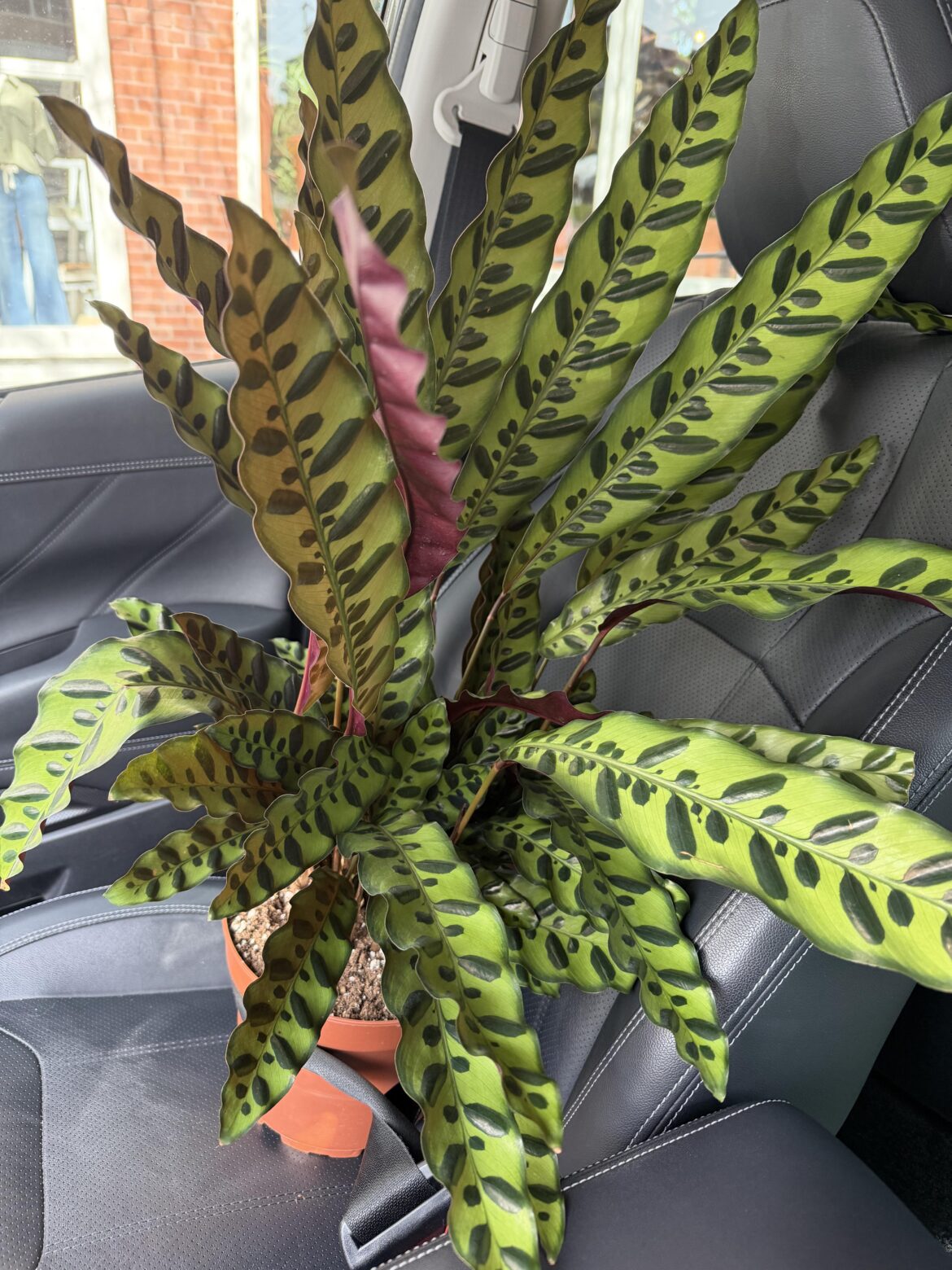 Took this stunner home today!