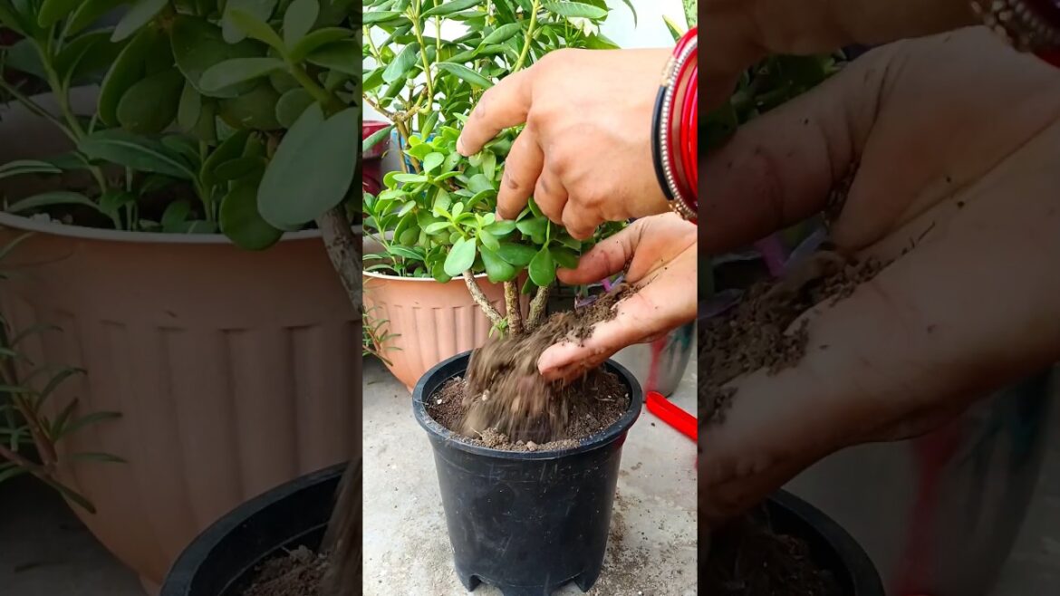 jade plant bonsai #garden #trending #shortvideo #viralshort #shortsfeed #short #viral