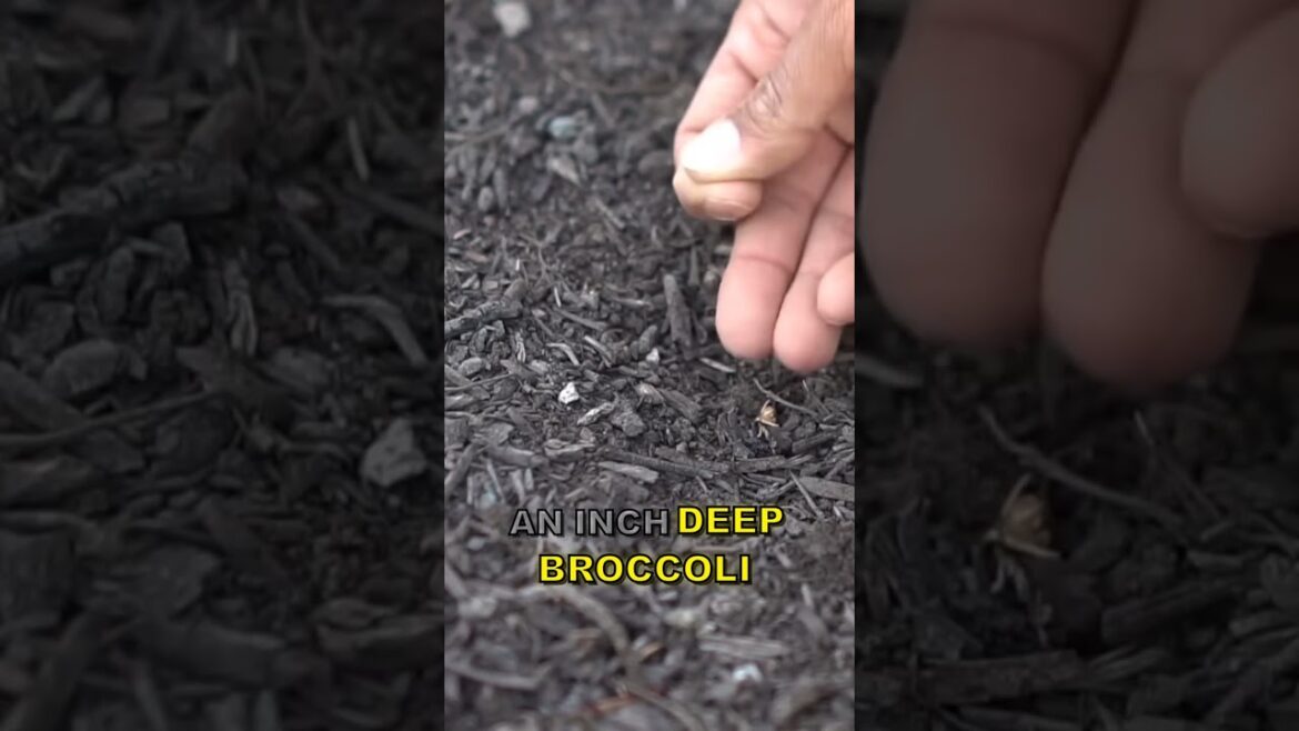 Easy Winter Broccoli!