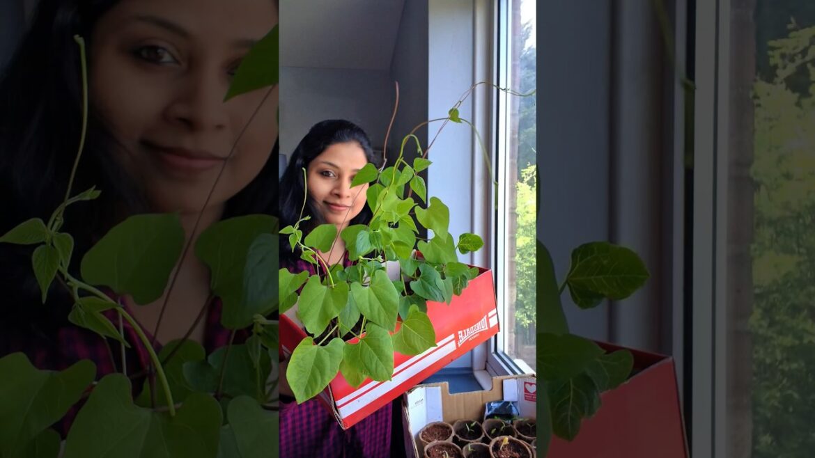 വീടിനുള്ളിൽ പച്ചക്കറി തോട്ടത്തിന്റെ തുടക്കം#gardening#shortsfeed #shorts#garden#vegetablegardening