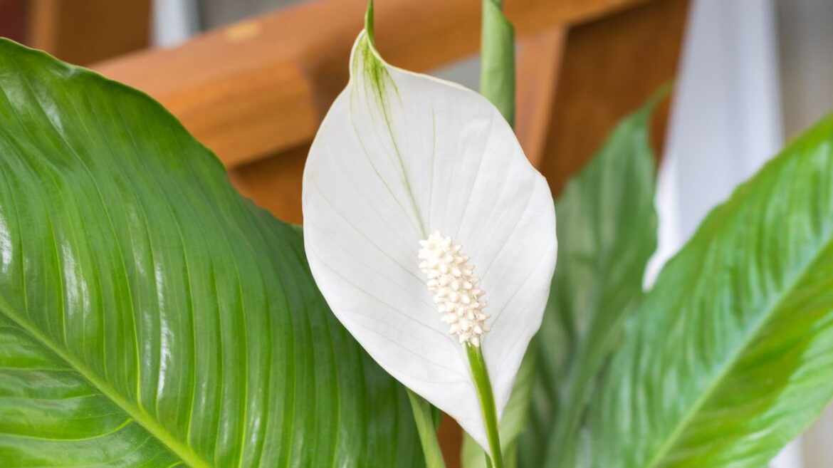 Peace lilies will flower and bloom again if you do ‘number 1’ job garden expert swears by Daily Mirror