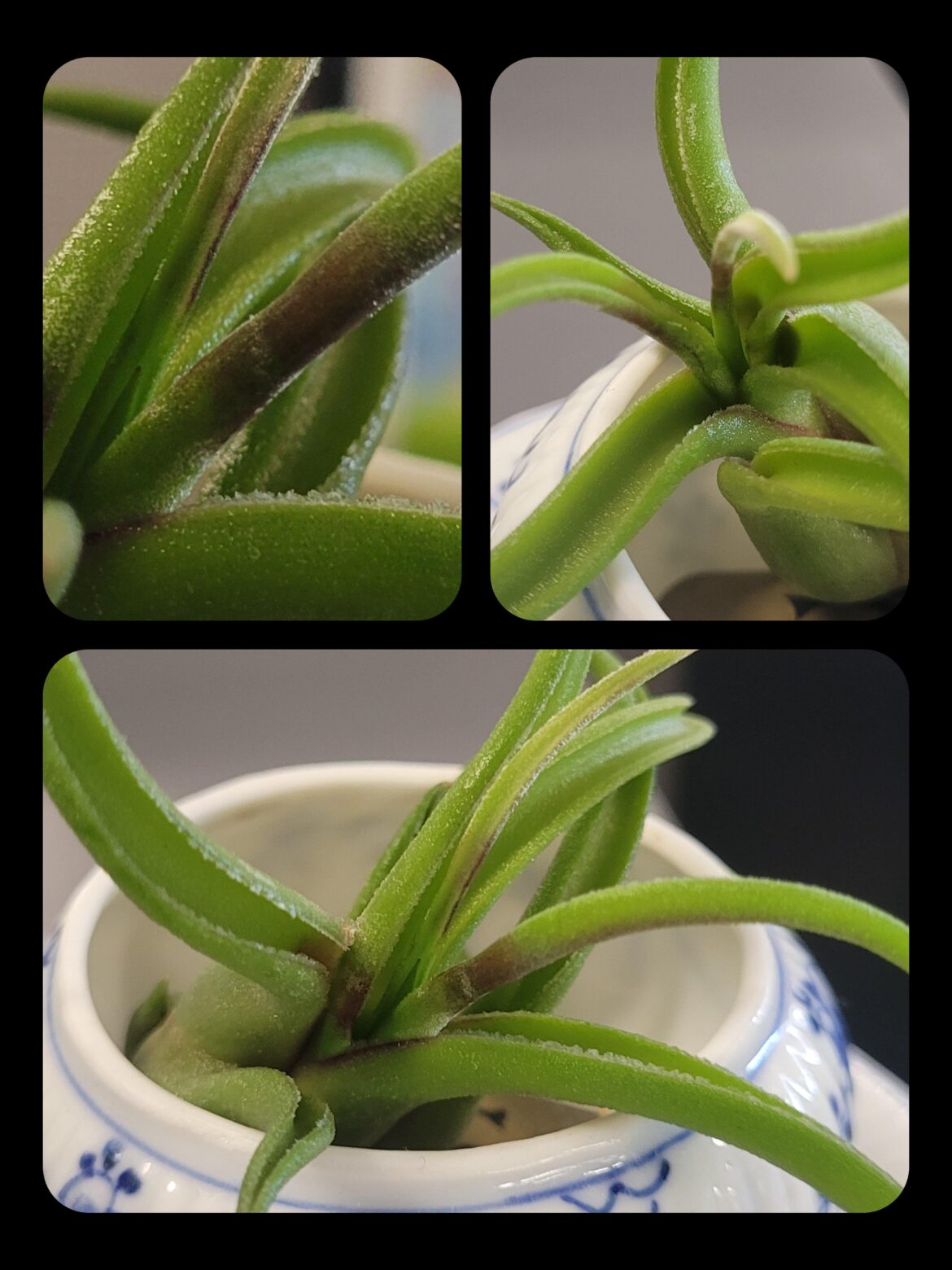 Dark ring on daughters air plant Dark ring on daughters air plant
