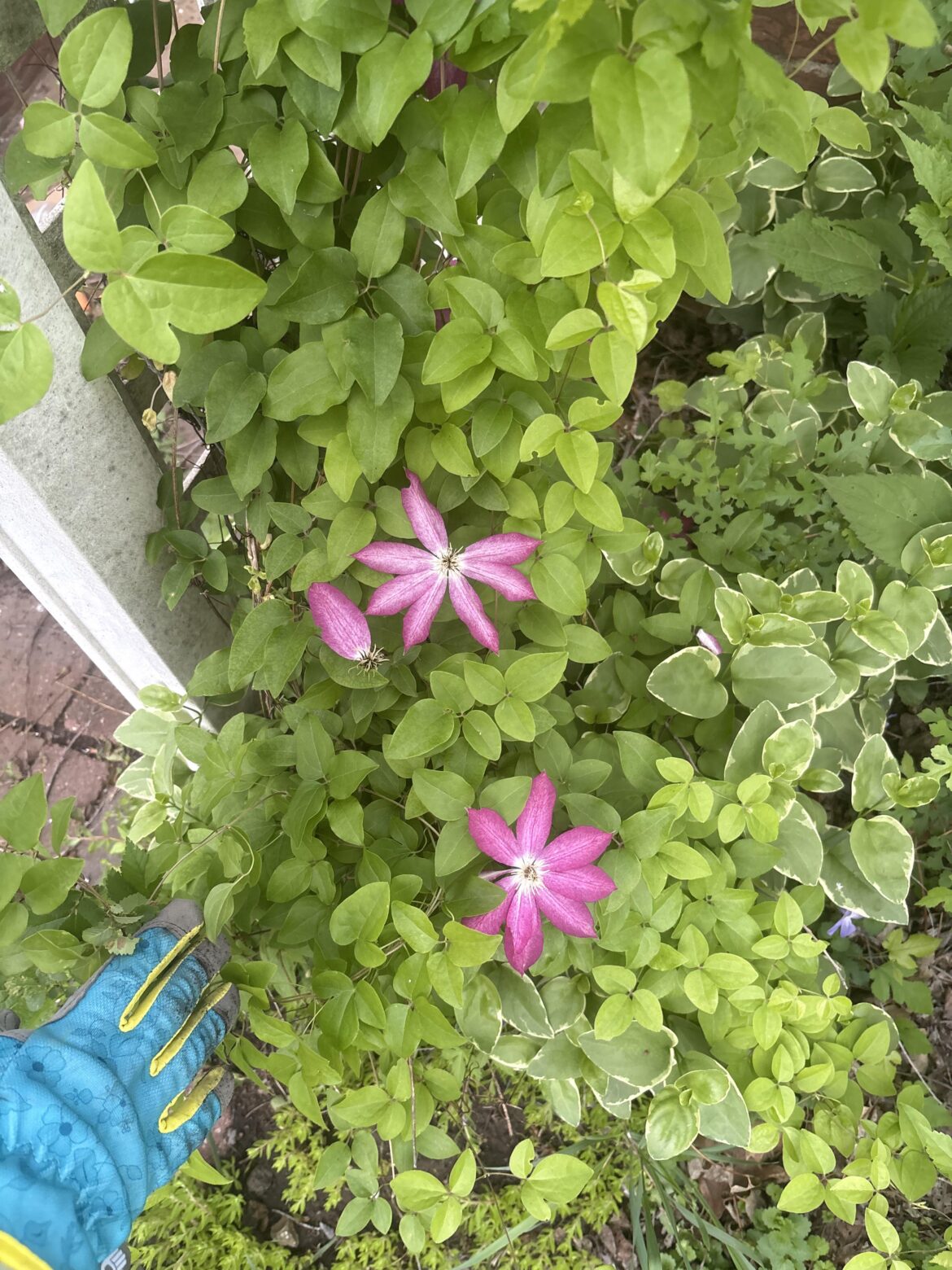 Does anyone have any idea what this is?? It’s growing on a trellis at the moment
