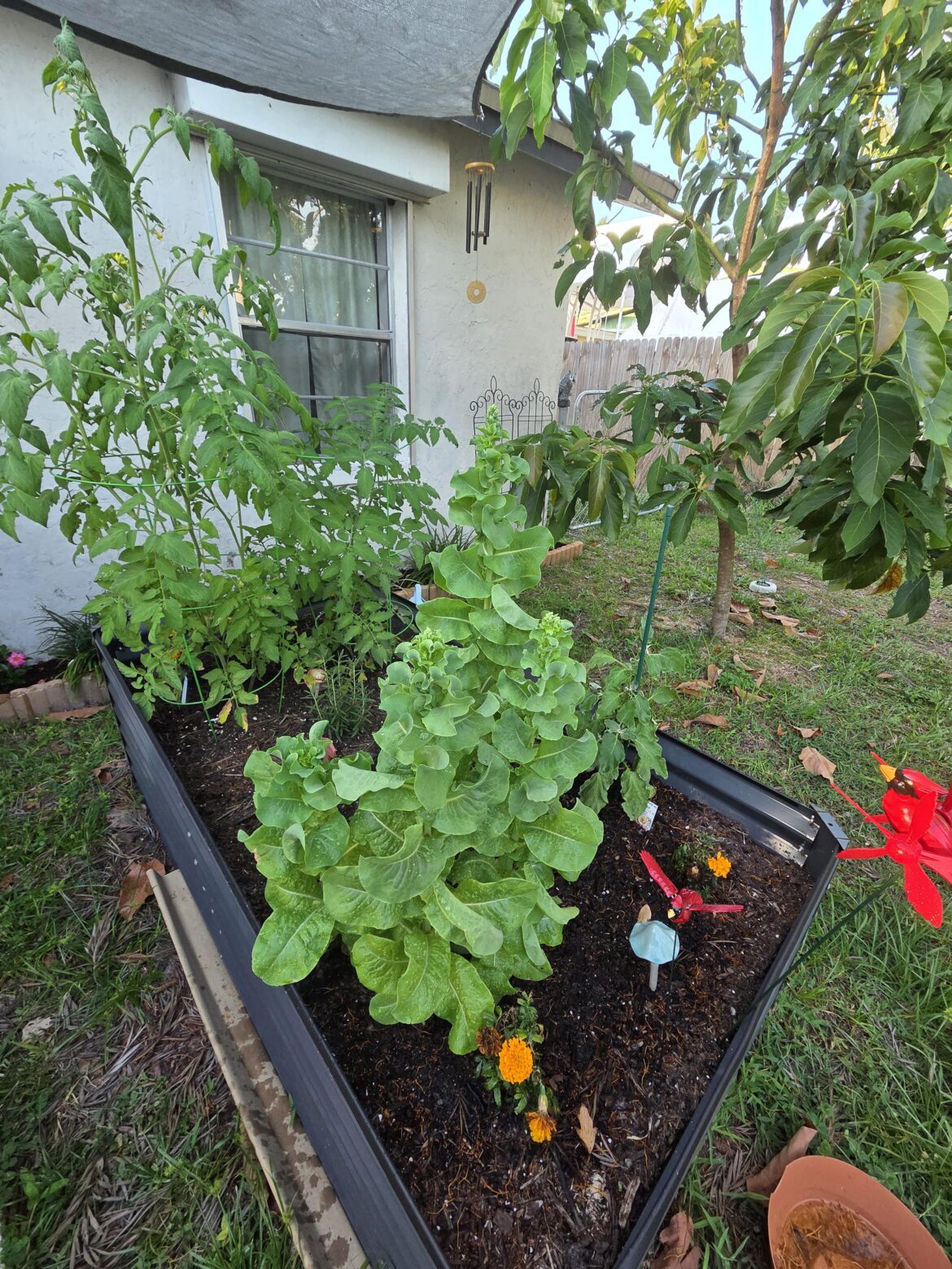 Ready to Harvest? Ready to Harvest?