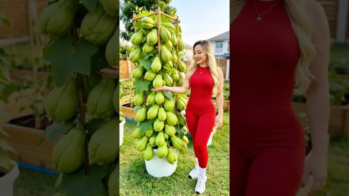 Home Garden Ideas | Grow Chayote Easily in Your Backyard or Pots 🪴