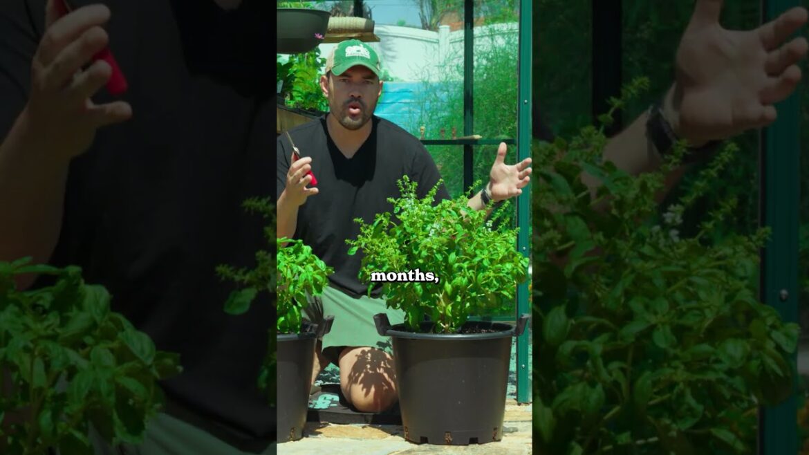 Here’s why you should prune your basil...