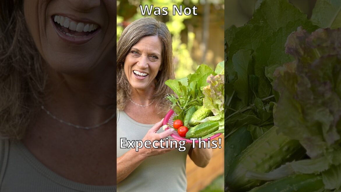CaliKim: Surprise HUGE Harvest!! Surprise HUGE Harvest!!
