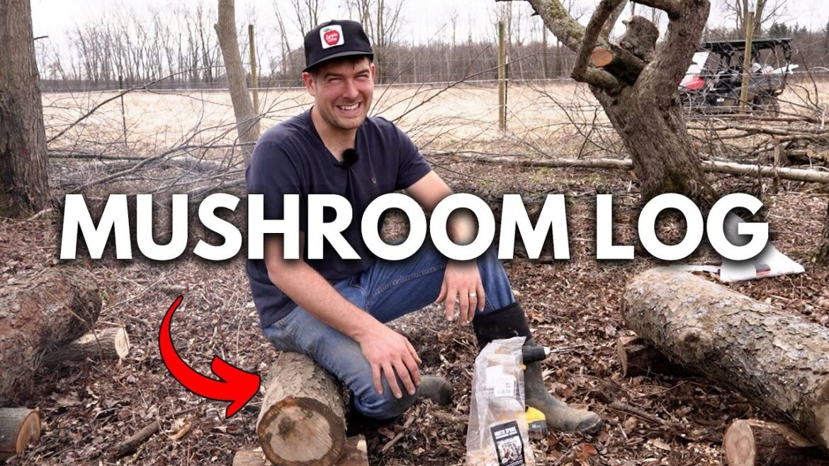 MIgardener: Turn Logs into Mushroom Growing MACHINES For YEARS With This Method Turn Logs into Mushroom Growing MACHINES For YEARS With This Method