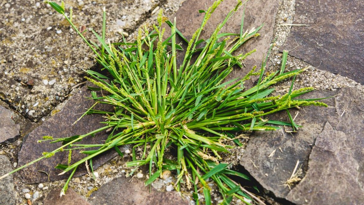 Stop using weed killer in your garden as 1 kitchen staple works ‘like magic’ Devon Live