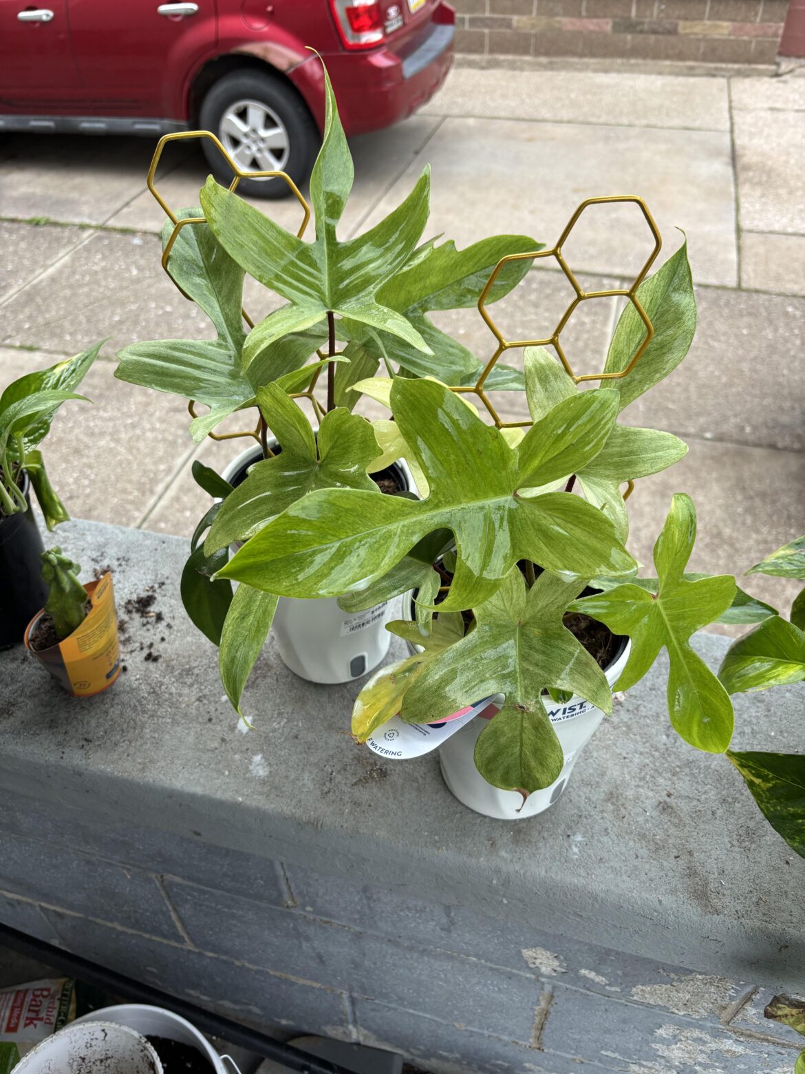Picked up a couple of wish list plants at Walmart