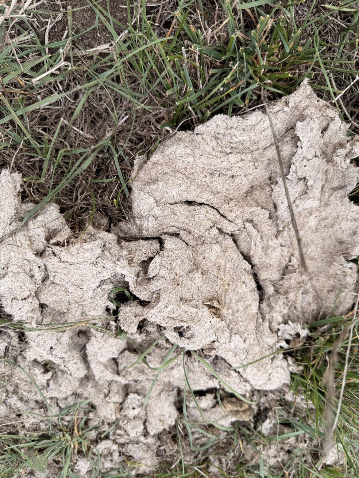 Is this cow manure cured enough??