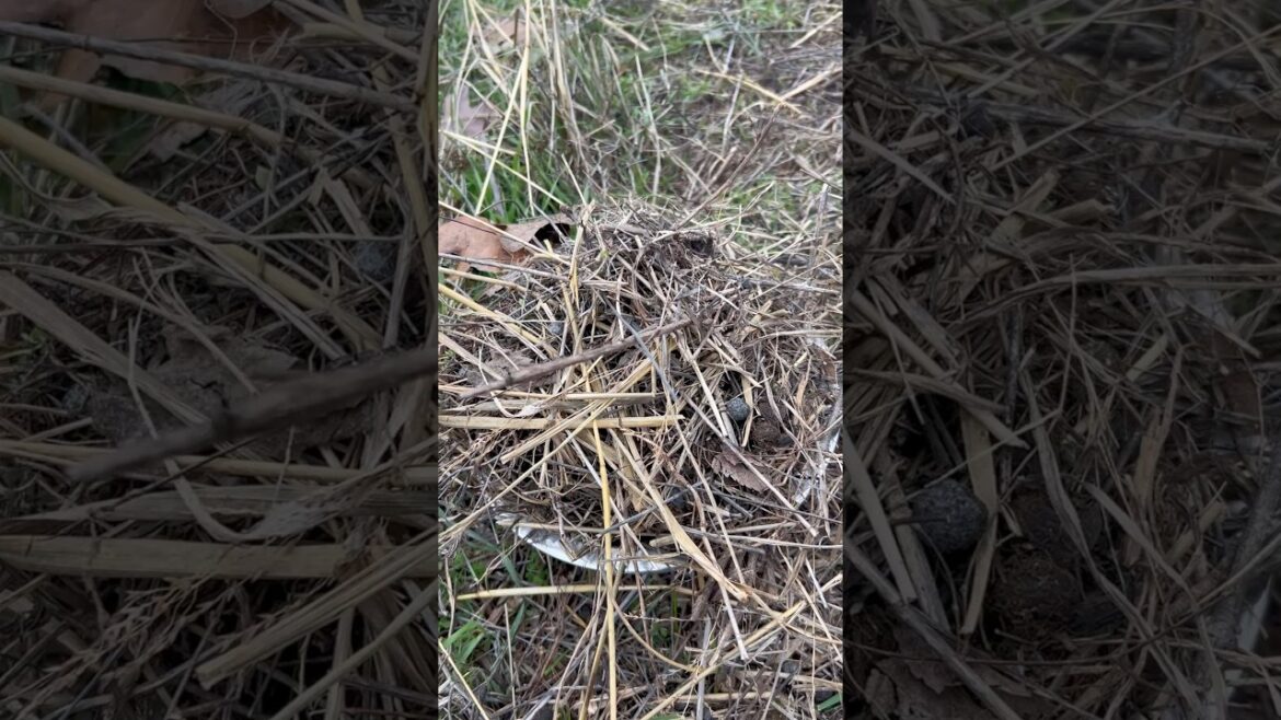 Gardening Tip: Using Rabbit Manure #gardeningtips #homesteading #rabbits Gardening Tip: Using Rabbit Manure #gardeningtips #homesteading #rabbits
