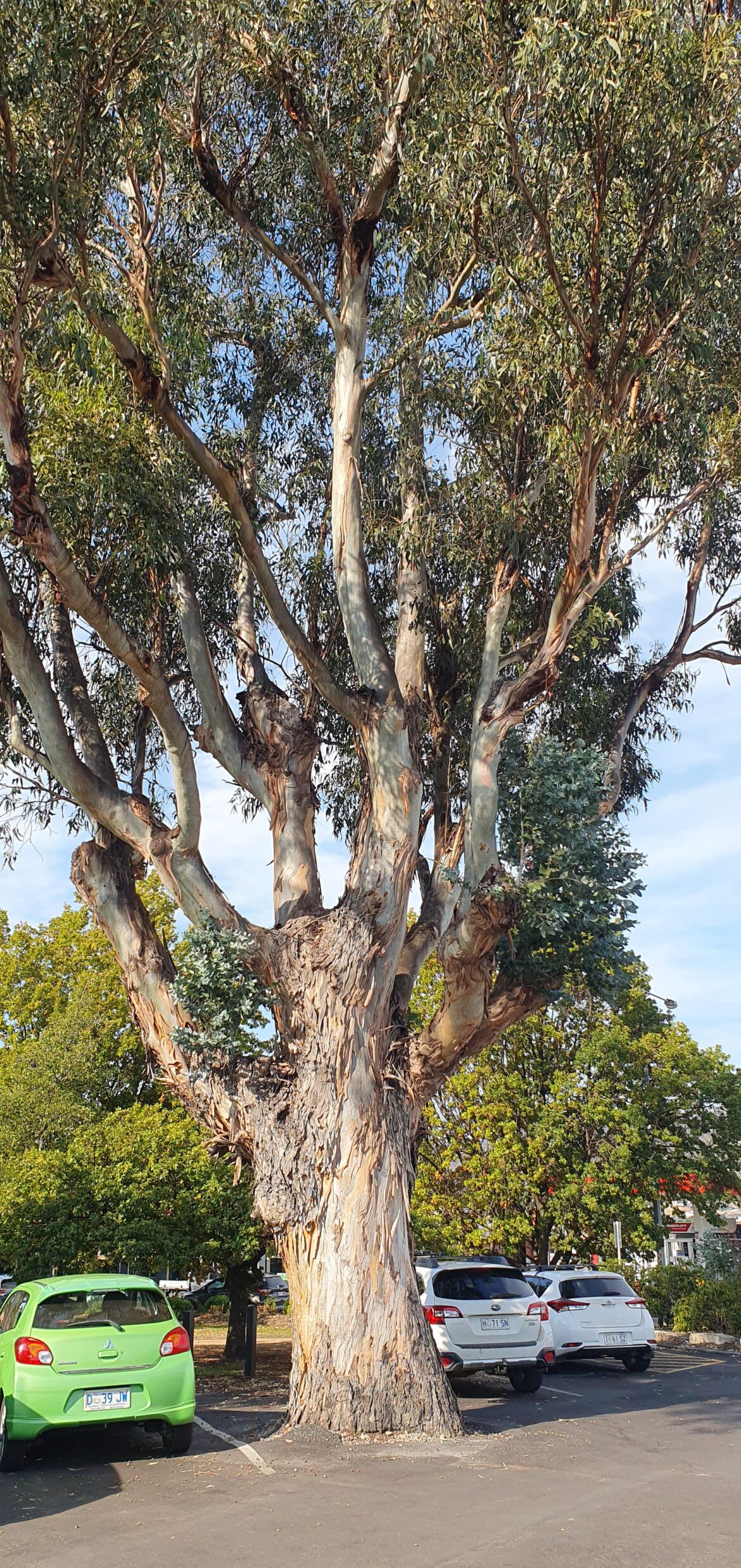 Why’s this mature gum tree growing two types of leaves? Why's this mature gum tree growing two types of leaves?