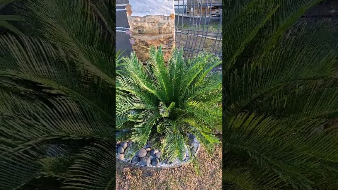 #love #landscape #front #yard #garden #plants #M-A #Landsacpe #beauty #0326-76-33-336