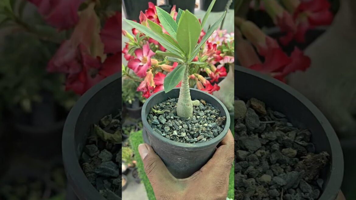 Sirf ₹50 se ₹5000 ka Adenium – Secret Method!