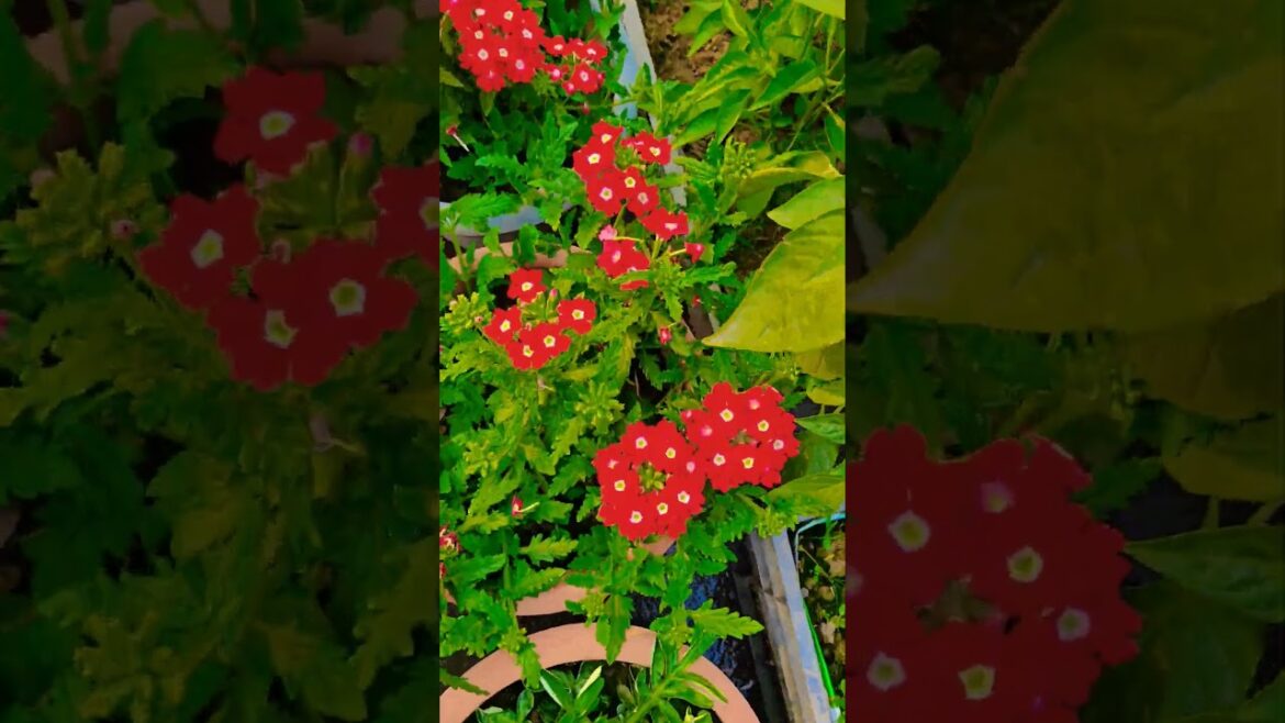 Viral Tranding Song #garden #gardening #flowers #nursery #UpdateGardening #chadbagan Viral Tranding Song #garden #gardening #flowers #nursery #UpdateGardening #chadbagan