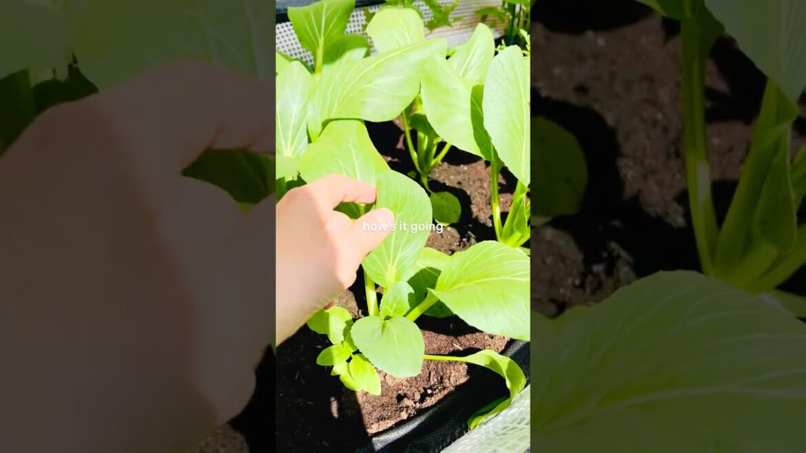 Grab my FREE veggie garden starter guide → link in bio 🌱