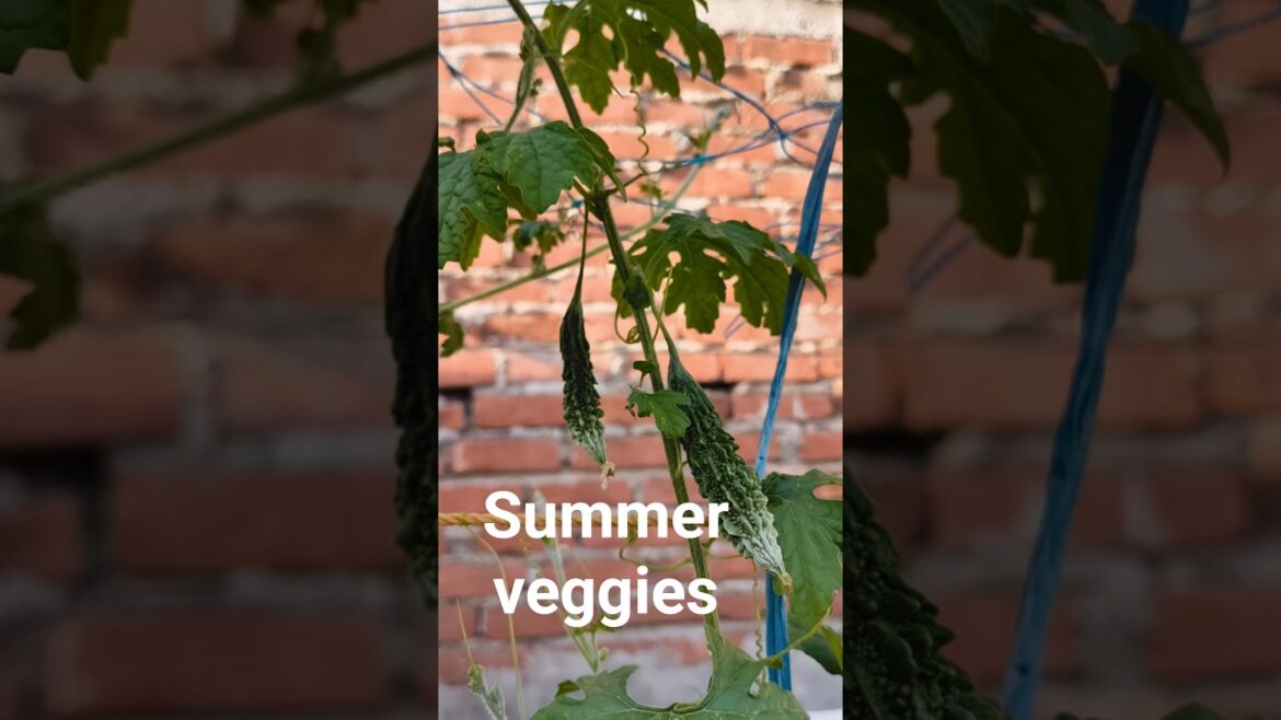 summer vegetables #shorts #rooftopgarden #gardening