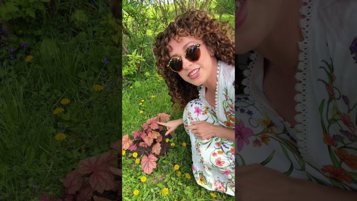 Beginner Gardener Shade Loving Perennials #gardeningtips #gardening #shadegarden