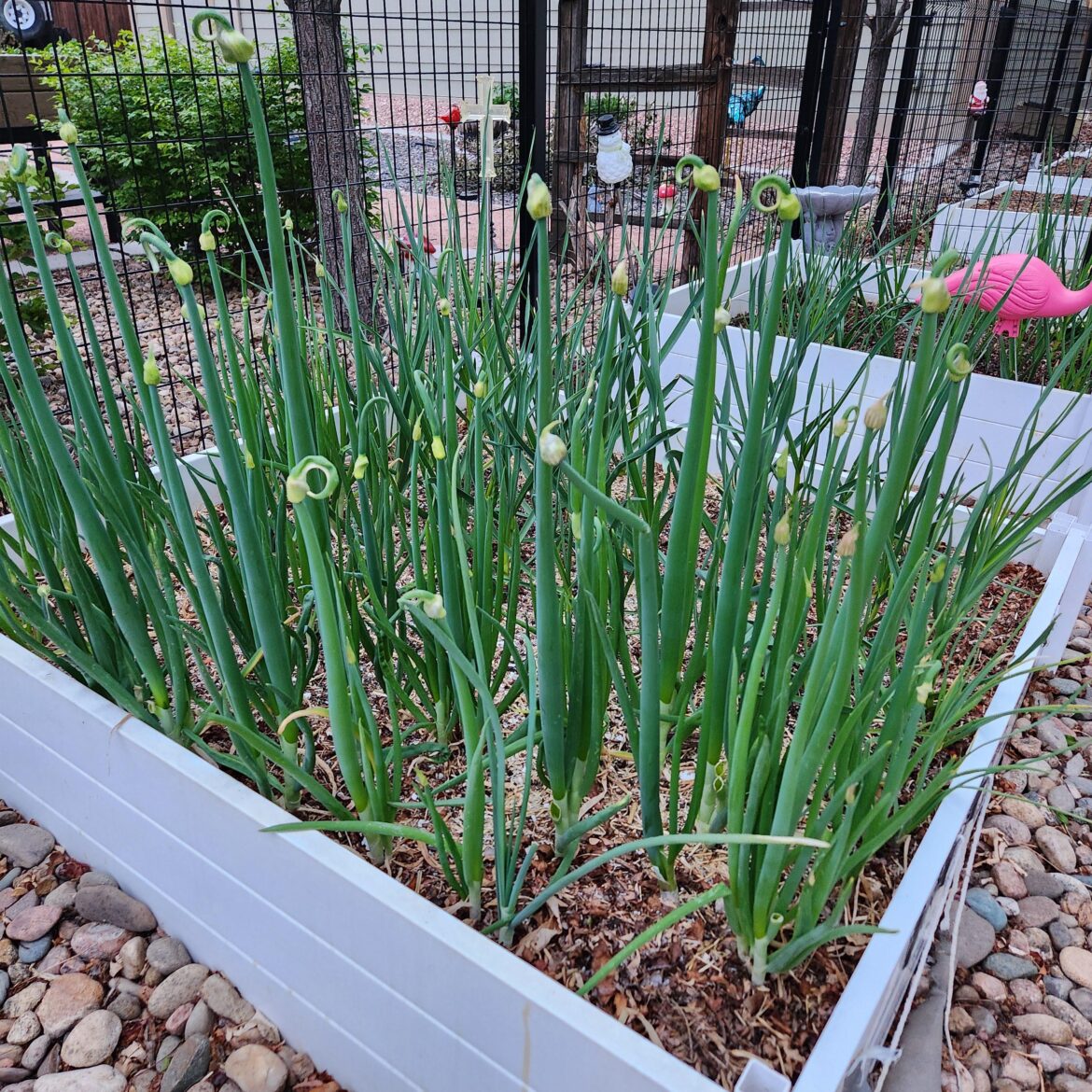 Are these Egyptian walking onions or another onions variety?