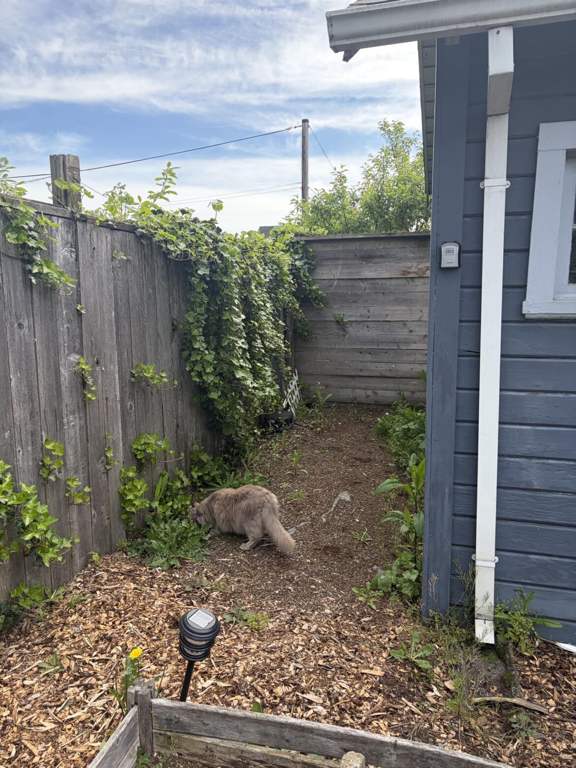 Help me fix this backyard spot