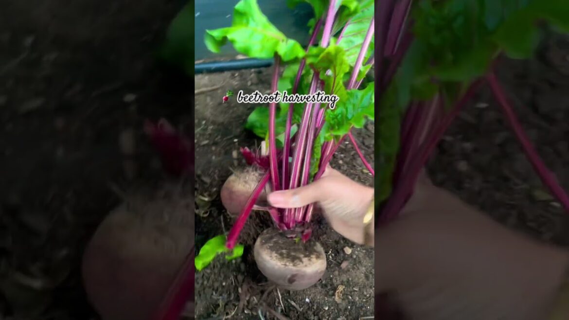 Some organic #harvesting #beetroot #homegrown #healthyfood #organicgardening #nature #viral #trends