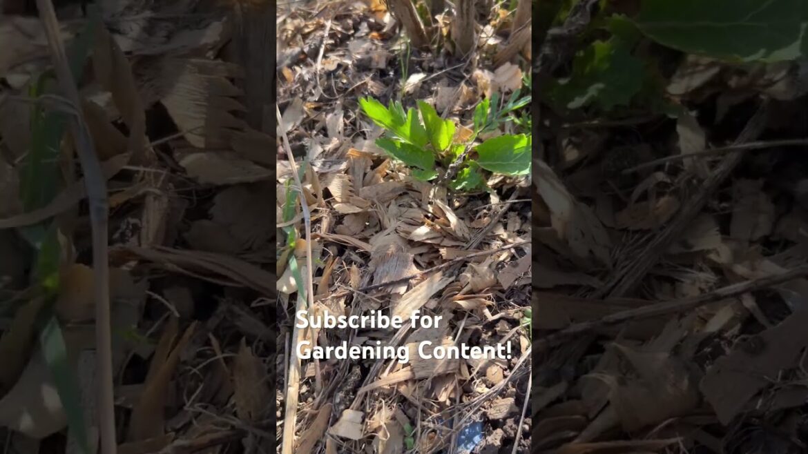 Horseradish: A Healthy Perennial Horseradish: A Healthy Perennial