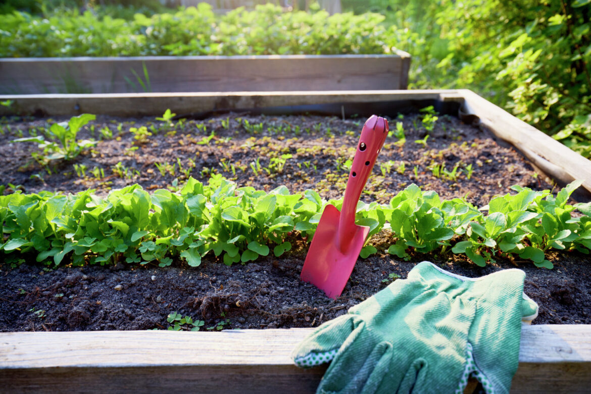 MainStreet Farms Initiative volunteer program seeking donations MainStreet Farms Initiative is asking the Jacksonville community to donate gardening tools for its summer volunteer program.