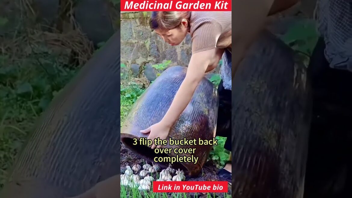 #medicinalgarden #naturalhealing #herbalremedies #organicliving #garden #health #gardening #farming