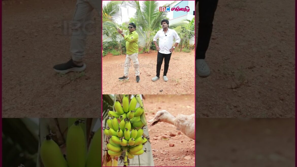 🤣Gap -ல கலாய்ச்சு தள்ளிட்டாரே! #maduramuthucomedy #farmtour #farmhouse 🤣Gap -ல கலாய்ச்சு தள்ளிட்டாரே! #maduramuthucomedy #farmtour #farmhouse