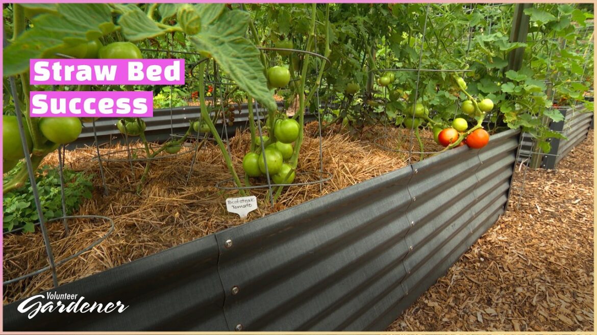 Straw Bale Gardening | Volunteer Gardener Straw Bale Gardening | Volunteer Gardener
