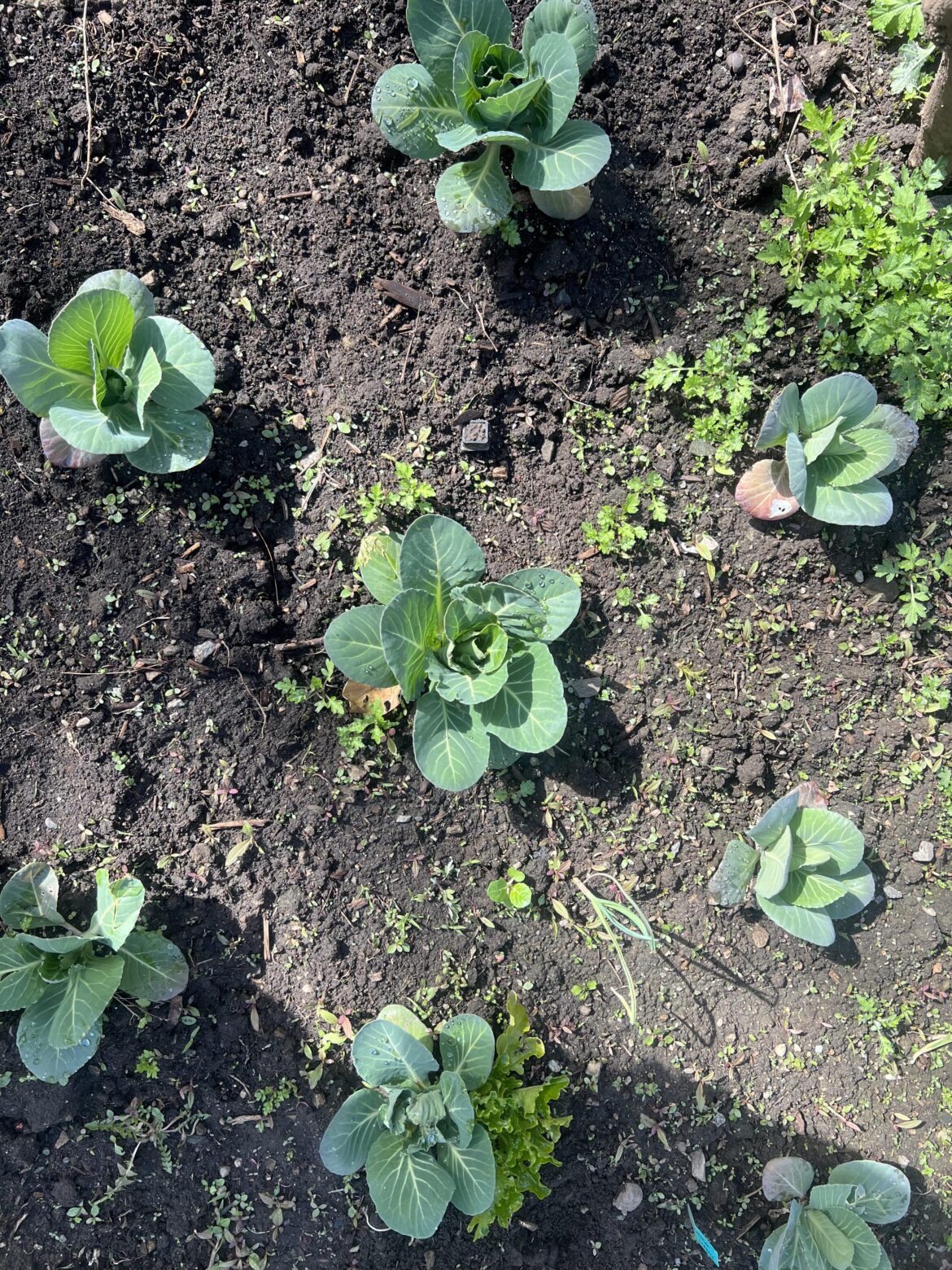 My cabbages!