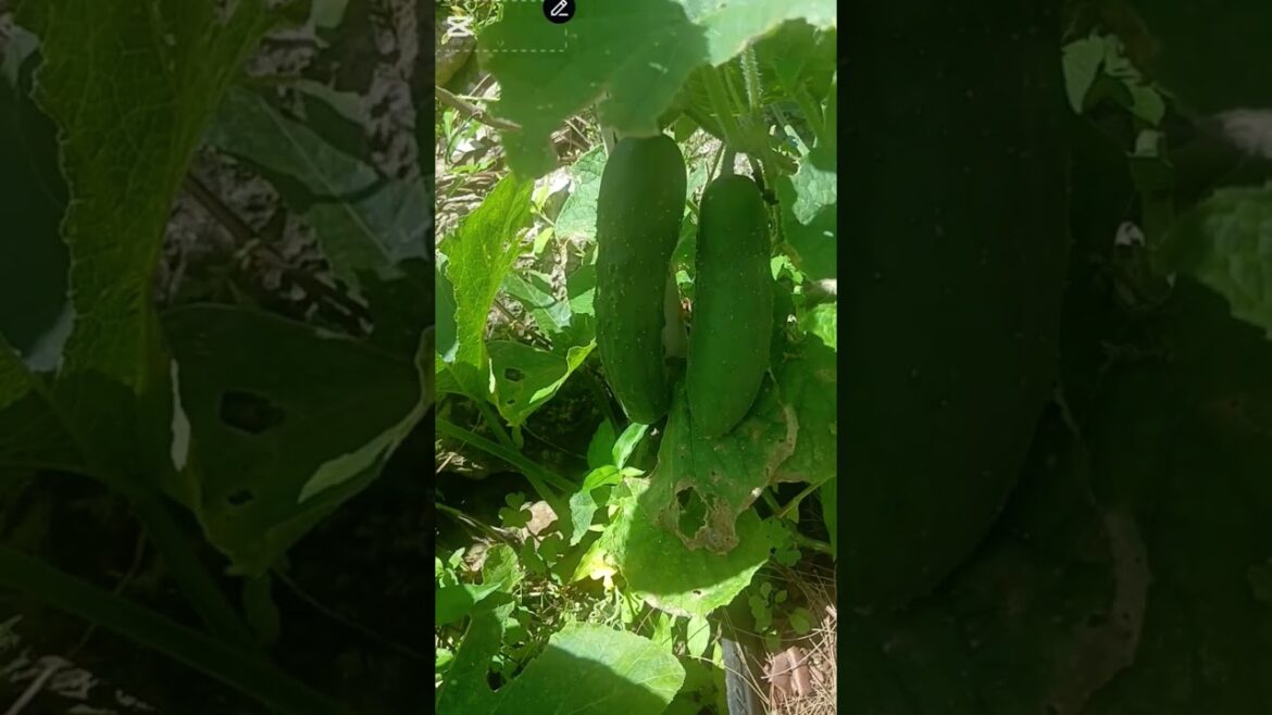 Growing Cucumbers 🥒 ✨️ #containergarden
