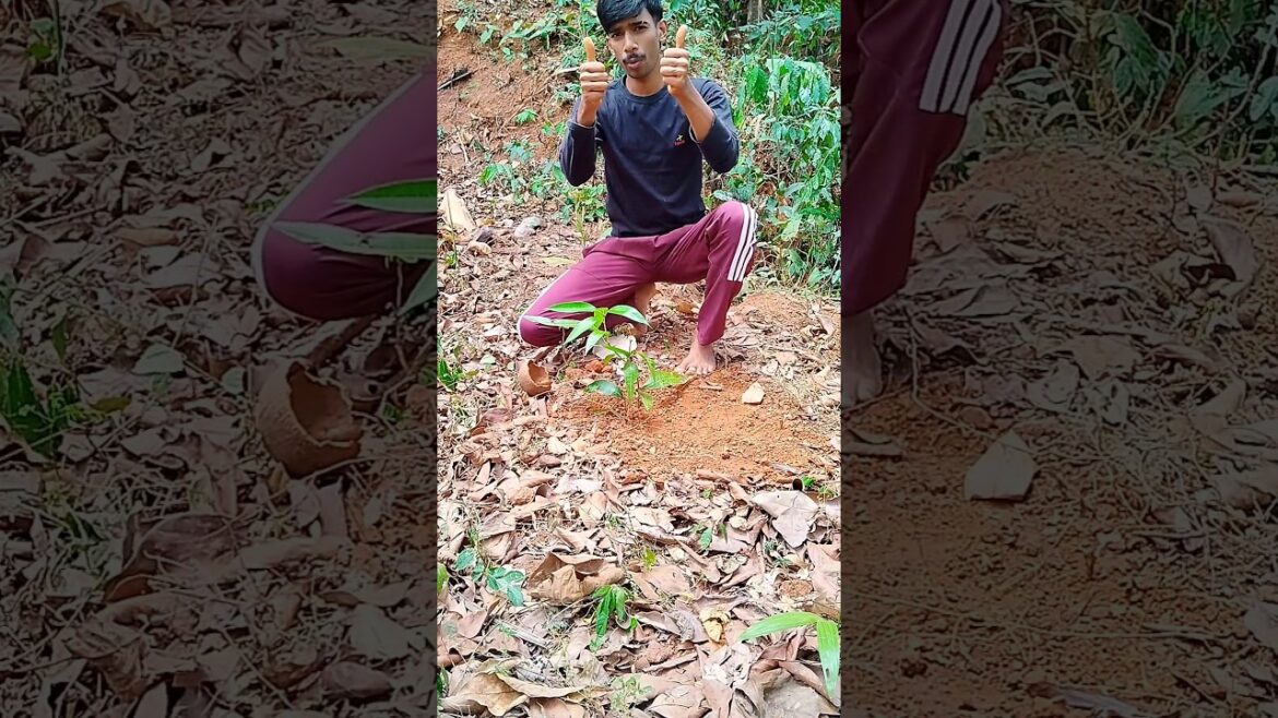 ഒരു മരം നടാം 🌳 | #shorts #youtubeshorts #trending #tree ഒരു മരം നടാം 🌳 | #shorts #youtubeshorts #trending #tree