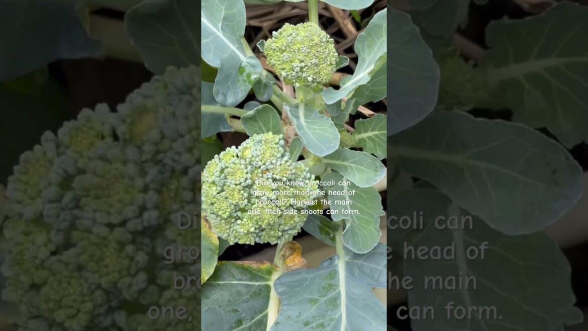 Gardner Tip: don’t pull your broccoli, Get Double the Harvest with This Broccoli Hack! ✨ Gardner Tip: don’t pull your broccoli, Get Double the Harvest with This Broccoli Hack! ✨