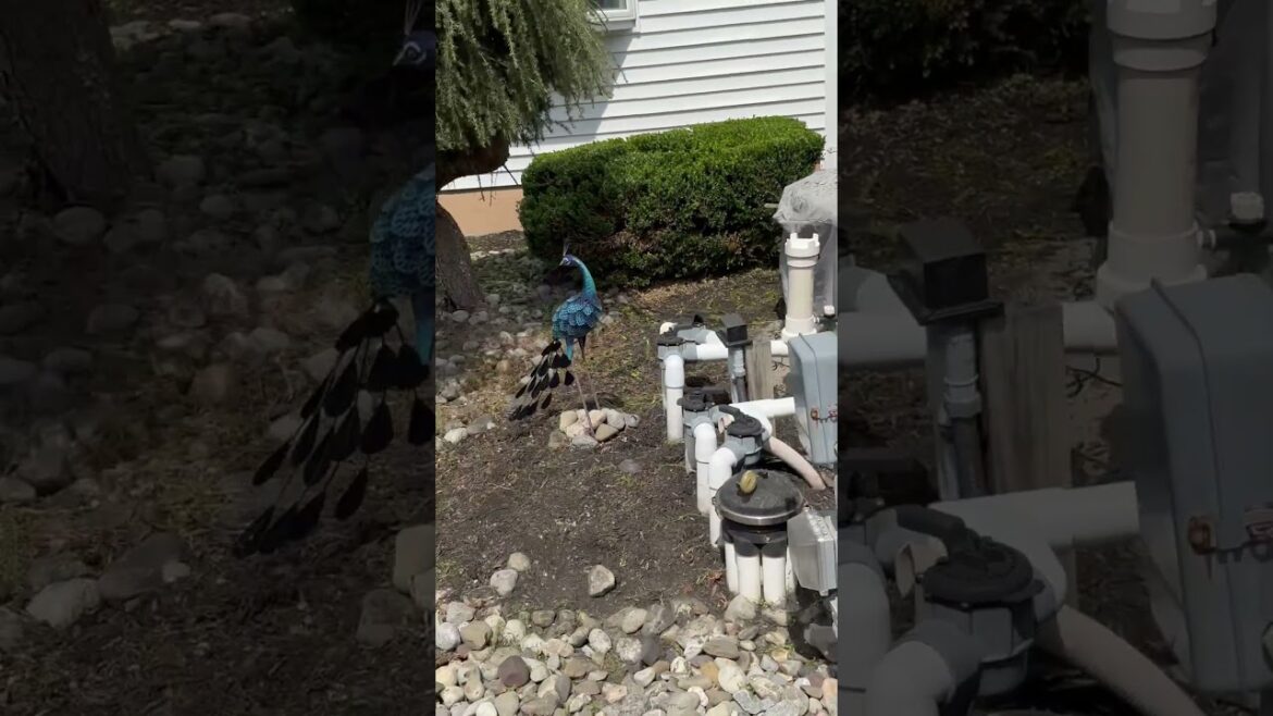 Backyard landscape 🌳🎄🌳🎄cleanup 2026 . My tree 🌲 needs help! (Part 1)