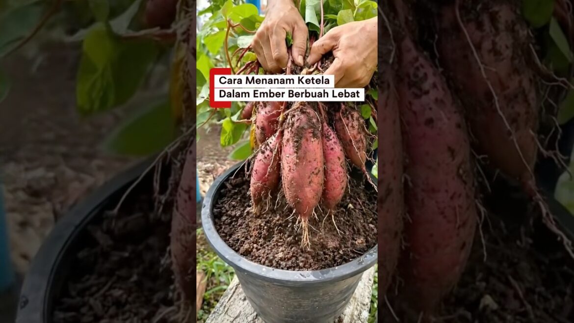 Cara menanam ketela di ember berbuah lebat #gardening #ketela #kebunmini #gardeningtips