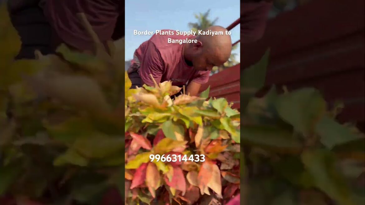 Border Plants Supply Kadiyam to Bangalore