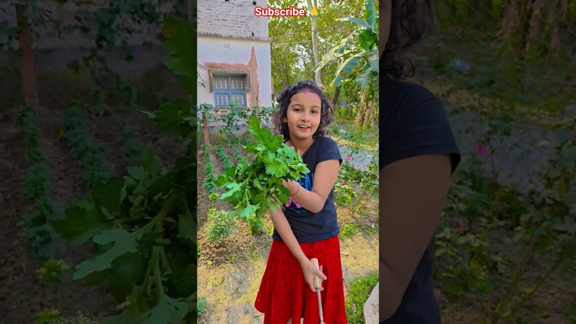 চন্দ্রমল্লিকা গাছ বসাবো আজ #garden #gardening #flowers #nursery #UpdateGardening #chadbagan