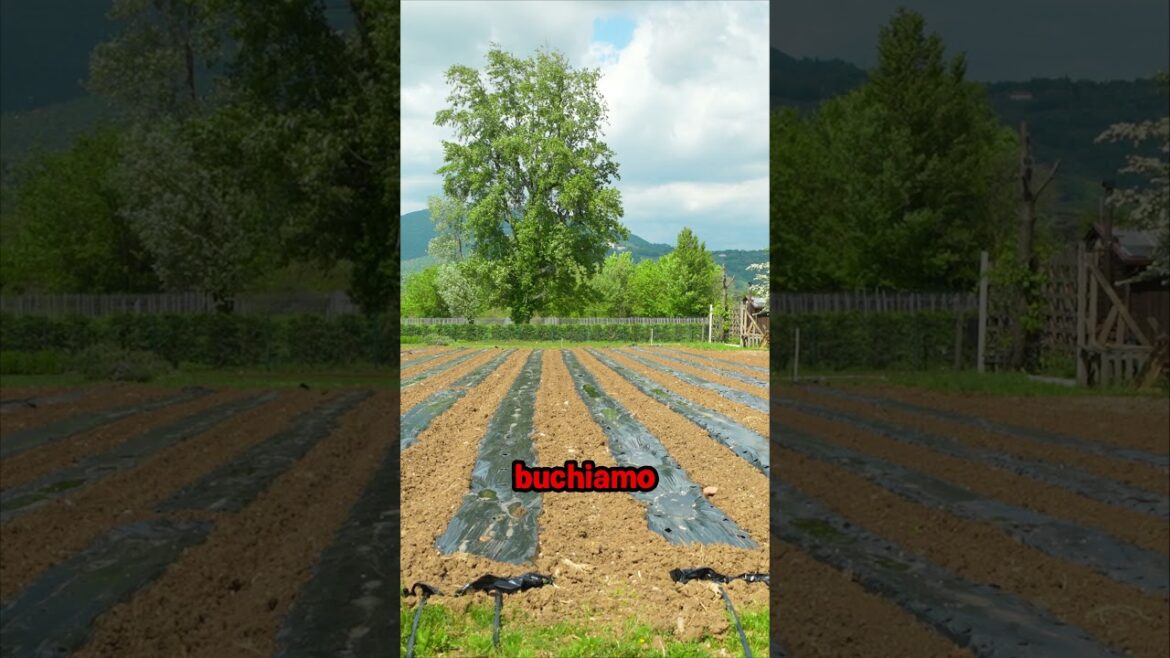 Come organizzare mais e zucche nell’orto Come organizzare mais e zucche nell'orto