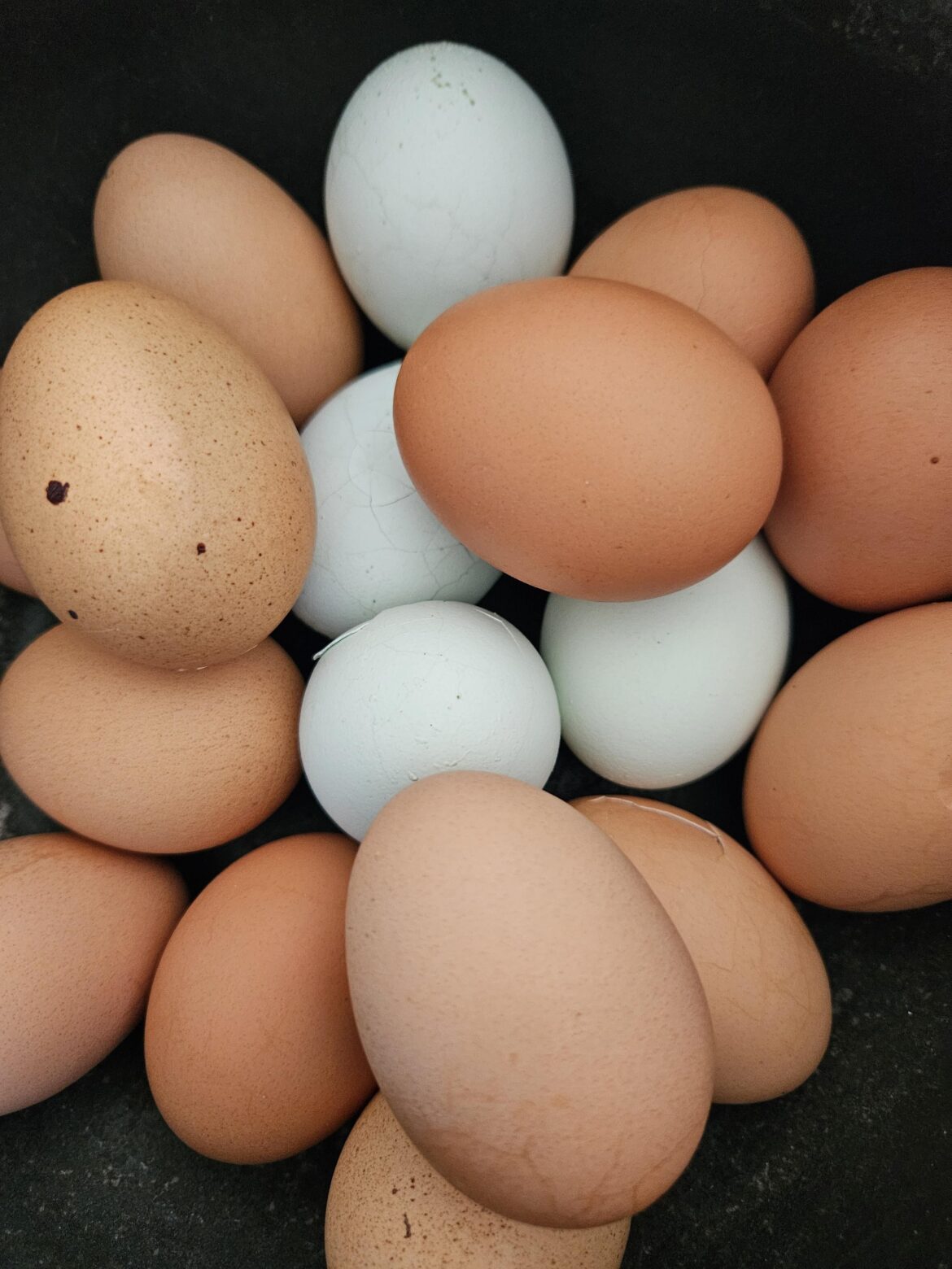 Alternate uses for hard boiled eggs/extra eggs?