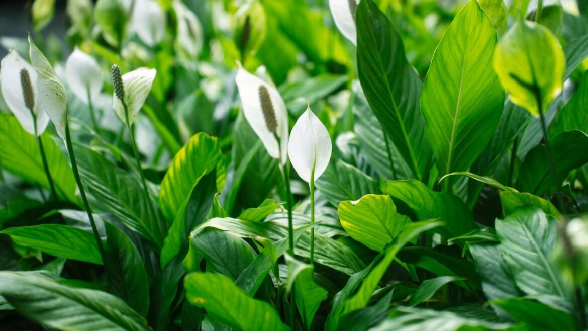 Peace lilies will re-bloom if you follow gardening expert’s ‘number 1 recommendation’ RSVP Live