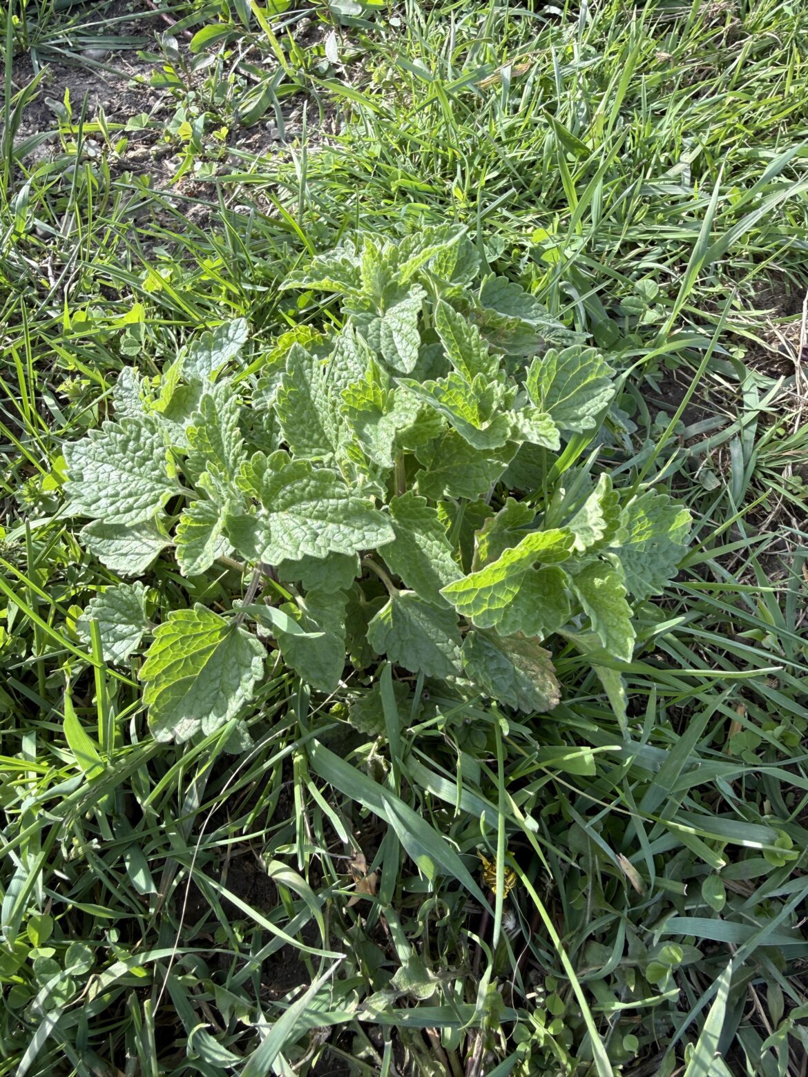 Is this mint