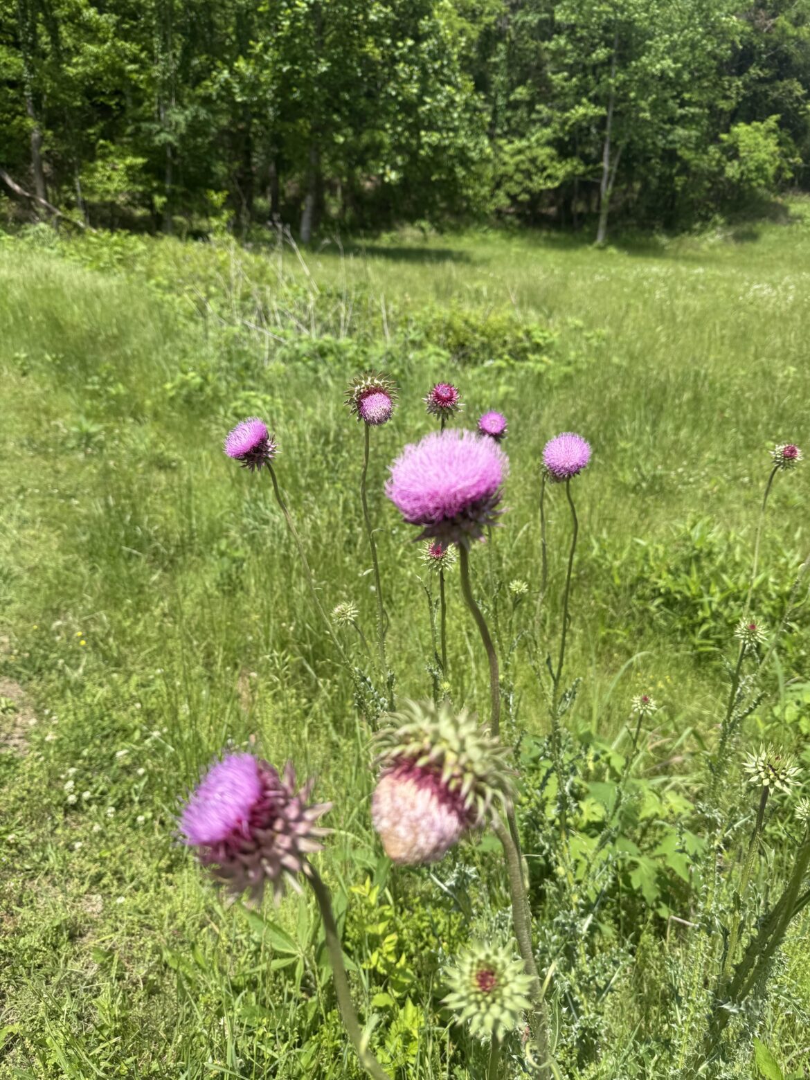 I found these flowers in a country field, what kind are they?